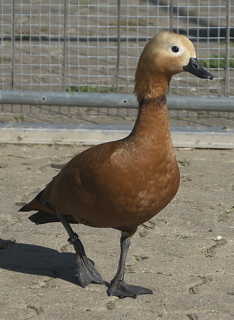 楚看到防守